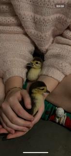 Jonge muskuseendjes, Dieren en Toebehoren, Meerdere dieren, Eend