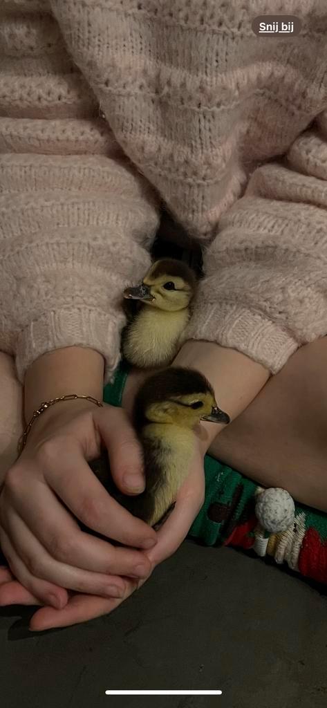 Jonge muskuseendjes, Dieren en Toebehoren, Pluimvee, Eend, Meerdere dieren