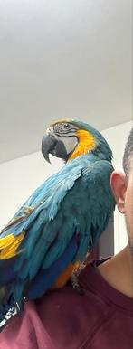 Ara papagaai, Dieren en Toebehoren, Vogels | Parkieten en Papegaaien, Mannelijk, Papegaai, Geringd