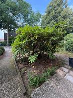 Laatste kans! Planten gratis af te halen, Tuin en Terras, Ophalen, Halfschaduw, Overige soorten, 100 tot 250 cm