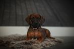 Rhodesian Ridgeback pups, Dieren en Toebehoren, Honden | Herdershonden en Veedrijvers, Rabiës (hondsdolheid), Overige rassen, 8 tot 15 weken