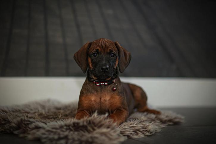 Rhodesian Ridgeback pups, Dieren en Toebehoren, Honden | Herdershonden en Veedrijvers, Meerdere dieren, Overige rassen, Particulier