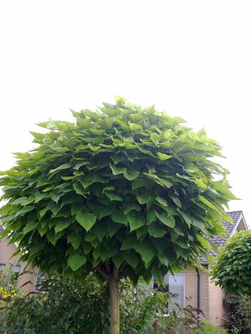 Bolcatalpa | Catalpa bignoides Nana, Tuin en Terras, Planten | Bomen, Bolboom, 100 tot 250 cm, Halfschaduw, Bloeit niet, Ophalen of Verzenden