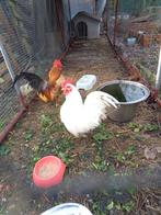 2 mooie jonge geringde krielhaantjes, Dieren en Toebehoren, Pluimvee, Mannelijk, Kip