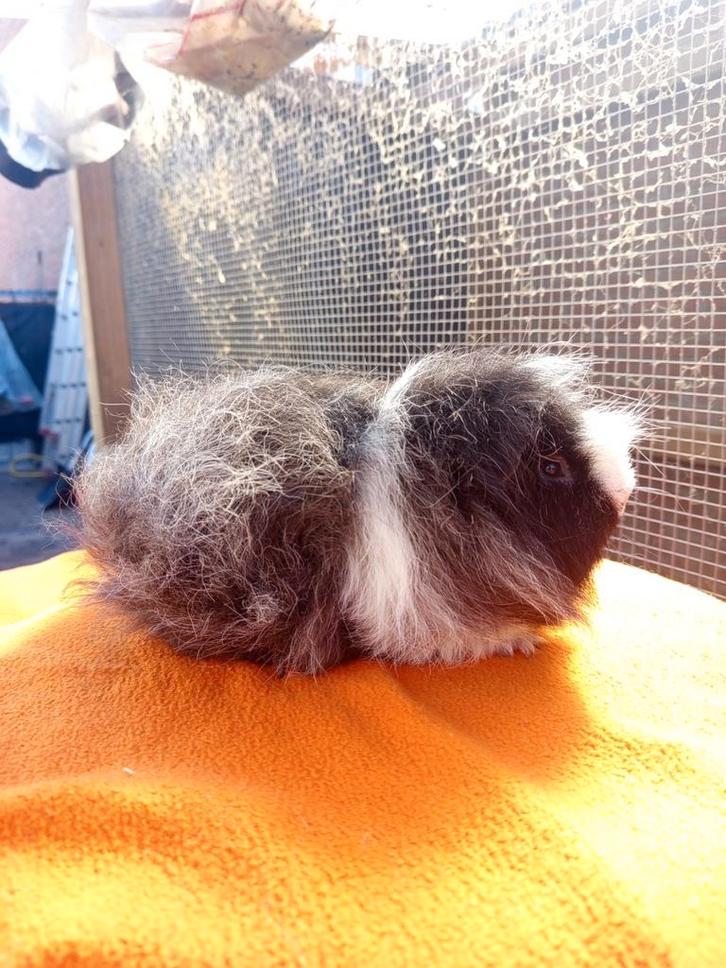 Te koop: Beer - CH Teddy (Magpie), Dieren en Toebehoren, Knaagdieren, Mannelijk, Cavia, Mei, Tam