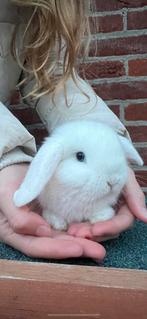 Jonge hangoordwerg konijnen minilop, Meerdere dieren, Dwerg