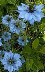 zaden 2025 Juffertje-in-het-groen / Nigella - blauw, Ophalen of Verzenden, Volle zon, Zaad
