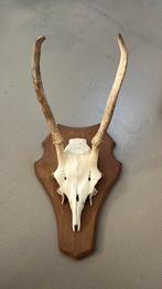 Decoratief gewei, Verzamelen, Dierenverzamelingen, Ophalen of Verzenden, Gebruikt, Hert, Gewei of Kop