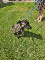 Mechelse herder, Dieren en Toebehoren, Parvo, 1 tot 2 jaar, Teef, Groot