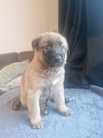 Nestje (08-10-2025) – Kangal/Herder kruising (UBN: 8553377), Dieren en Toebehoren, 8 tot 15 weken, Groot, Meerdere, Meerdere dieren