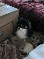 Te koop kruising pomeriaan /chihuahua, 6 jaar of ouder, Rabiës (hondsdolheid), Reu, Eén hond