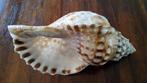 Schelp, Tritonshoren., Ophalen, Schelp(en)