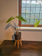 Alocasia Zebrina in pot, Ophalen of Verzenden