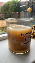 Sterke SCOBY’s voor zwarte thee kombucha, Diversen, Levensmiddelen, Ophalen