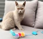 Raszuiver Britse Korthaar Kittens 🐾 1 nog beschikbaar🐈‍⬛, Dieren en Toebehoren, Katten en Kittens | Raskatten | Korthaar, Meerdere dieren