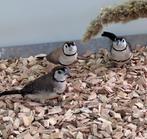Bichenow astrildes, Dieren en Toebehoren, Vrouwelijk, Tropenvogel
