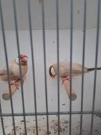 Rijstvogels, Dieren en Toebehoren, Vogels | Overige Vogels, Meerdere dieren
