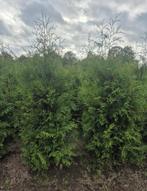 ‼️AKTIE‼️ thuja occ brabant haag / coniferen, Ophalen, Conifeer, 100 tot 250 cm