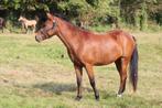 Super 1.43/1.44cm 2,5j New Forest merrie van fokker!, Dieren en Toebehoren, Pony's, Merrie, Dressuurpony, 0 tot 2 jaar, Onbeleerd