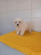 Ras Maltezer leeuwtjes pups hond honden maltezerleeuwtje, Dieren en Toebehoren, Honden | Chihuahua's en Gezelschapshonden, Maltezer