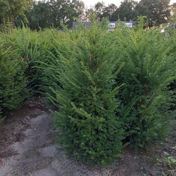Taxus baccata b-keuze beschikbaar voor biedingen