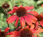 Zonnehoed Echinacea “Sunseekers Orange” vaste plant €2, Ophalen, Overige soorten, Volle zon