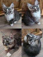 Lieve Maine Coon Poesje, Dieren en Toebehoren, Poes, Ontwormd