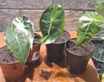 Alocasia Polly, Ophalen of Verzenden, Halfschaduw, Minder dan 100 cm