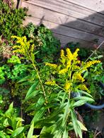 Meerdere potten met Guldenroede, €3,- per pot., Tuin en Terras, Planten | Tuinplanten, Volle zon, Vaste plant, Zomer, Ophalen