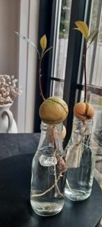 Avocado Plantjes in Water - Groei je eigen avocado!, Ophalen, Vaste plant, Bloeit niet, Halfschaduw