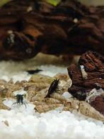 Torenslakken (Melanoides) | Bodemreinigers voor elk aquarium, Dieren en Toebehoren, Ophalen of Verzenden, Nieuw, Overige typen