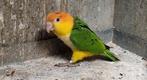 Roestkop caique, Dieren en Toebehoren, Mannelijk, Papegaai, Geringd