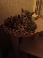 Super sociale kittens, Dieren en Toebehoren, Katten en Kittens | Overige Katten, Meerdere dieren