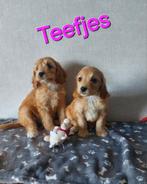 Cockapoo's puppie's Reutjes en Teefjes Beschikbaar., Dieren en Toebehoren, Overige rassen, CDV (hondenziekte), 8 tot 15 weken