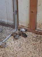 Chineese dwergkwartels, Meerdere dieren, Tropenvogel