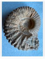 Grote Ammoniet Fossiel uit Marokko 1070 gram, 13 cm, Verzamelen, Ophalen of Verzenden, Fossiel