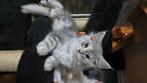 Maine coon kittens, Meerdere dieren, Gechipt, 0 tot 2 jaar