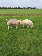 Texelaar  stamboek ram, Dieren en Toebehoren, Schapen, Geiten en Varkens, Mannelijk, Schaap