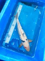 Koi 50 cm desgewenst bezorgd aan huis, Karper of Koi