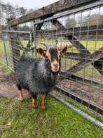 Dwerggeit bok blauwschimmel/tan, Dieren en Toebehoren, Schapen, Geiten en Varkens, Mannelijk, Geit, 0 tot 2 jaar