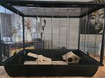 Hamsterkooi groot 2 verdiepingen incl ren en veel extra's, Dieren en Toebehoren, Knaagdieren en Konijnen | Hokken en Kooien, Ophalen