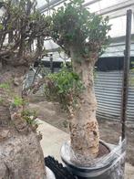 Caudex plant Afrikaanse Baobab (Adansonia Digitata)pot 50cm., Ophalen, Overige soorten, In pot, 150 tot 200 cm
