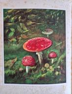 Jaques P. Thijsse album "Paddestoelen"., Boeken, Ophalen of Verzenden, Gelezen, Jacques P. Thijsse, Plaatjesalbum