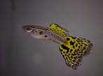 Cobra guppy cobra guppen te koop, Dieren en Toebehoren