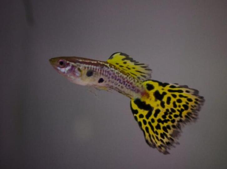 Cobra guppy cobra guppen te koop, Dieren en Toebehoren, Vissen | Aquariumvissen