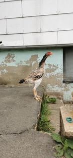 O Shamo kip, Dieren en Toebehoren, Pluimvee, Vrouwelijk, Kip