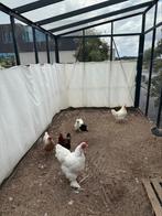 Gratis kippen, zijdehoende en andere soorten., Dieren en Toebehoren, Vrouwelijk, Kip