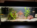 Aquarium vissen, Dieren en Toebehoren, Verzenden, Zo goed als nieuw