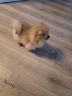 Puppy  pomriaan  ze is 4 middag het is teefj3, Particulier, Overige rassen, Buitenland, Teef