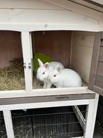 Twee poolkonijntjes (Gecastreerd) te koop!, Dieren en Toebehoren, Meerdere dieren, Dwerg